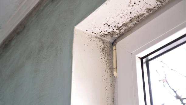 Best Fast Mold Removal  in Lemont, PA
