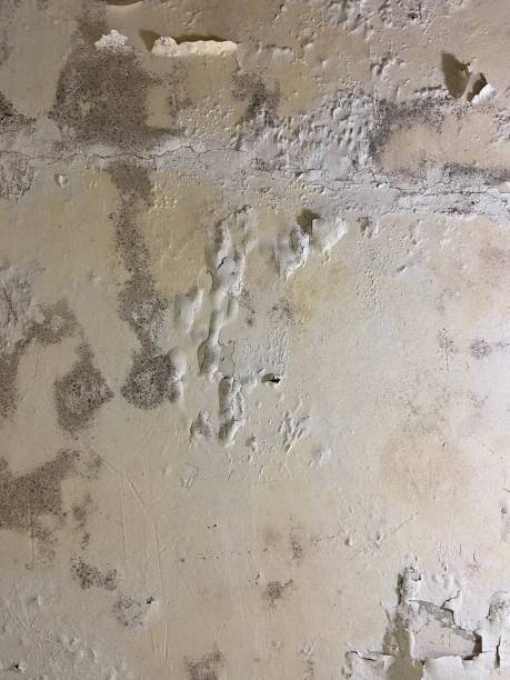 Best Toxic Mold Removal  in Lemont, PA