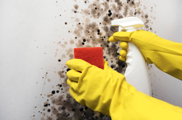 Attic Mold Removal in Lemont, PA