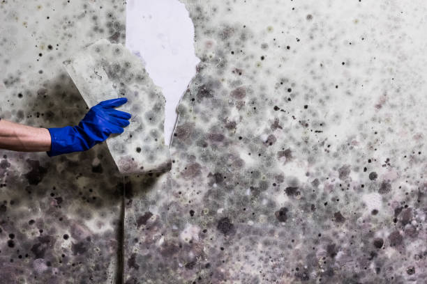 Best Commercial Mold Removal  in Lemont, PA